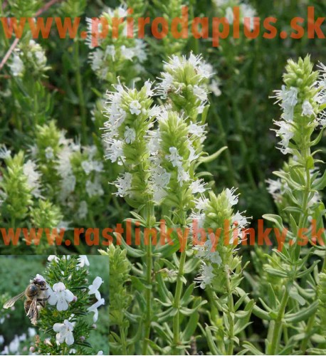 Yzop lekársky, biely-(Hyssopus officinalis L.)"ALBUS" 